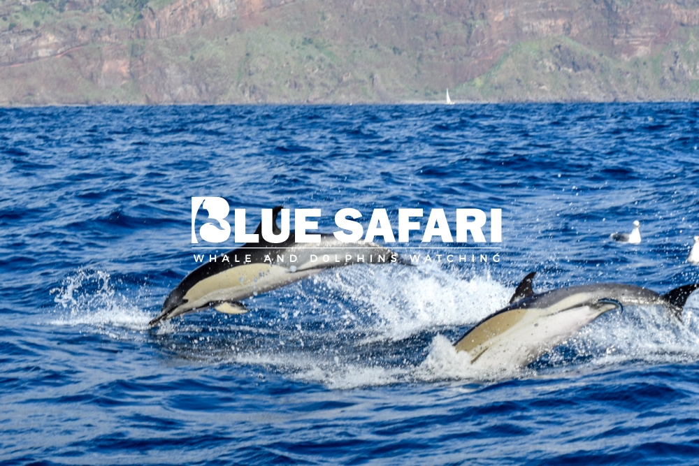 Blue Safari Madeira