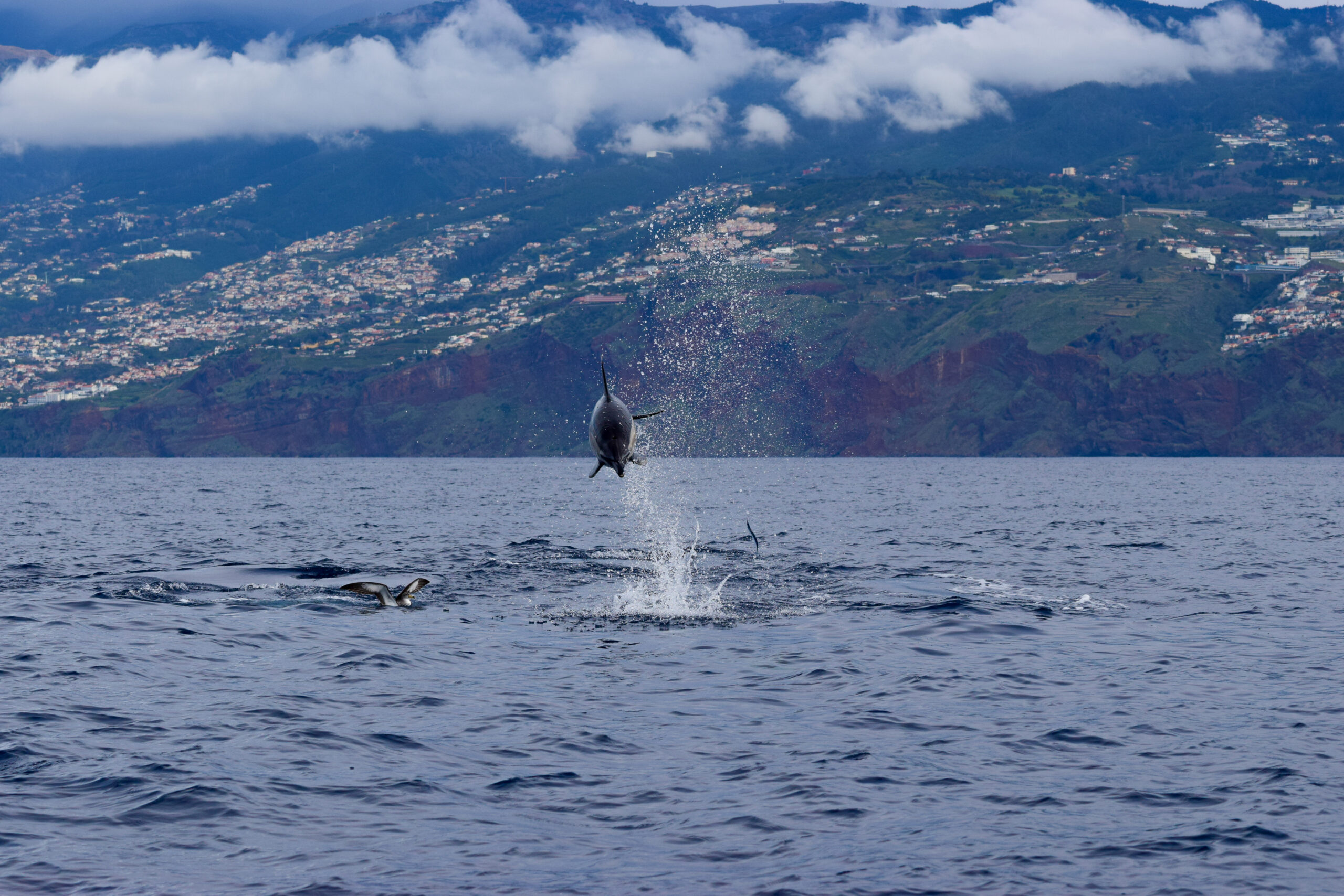 Blue Safari Madeira - Whale Watching
