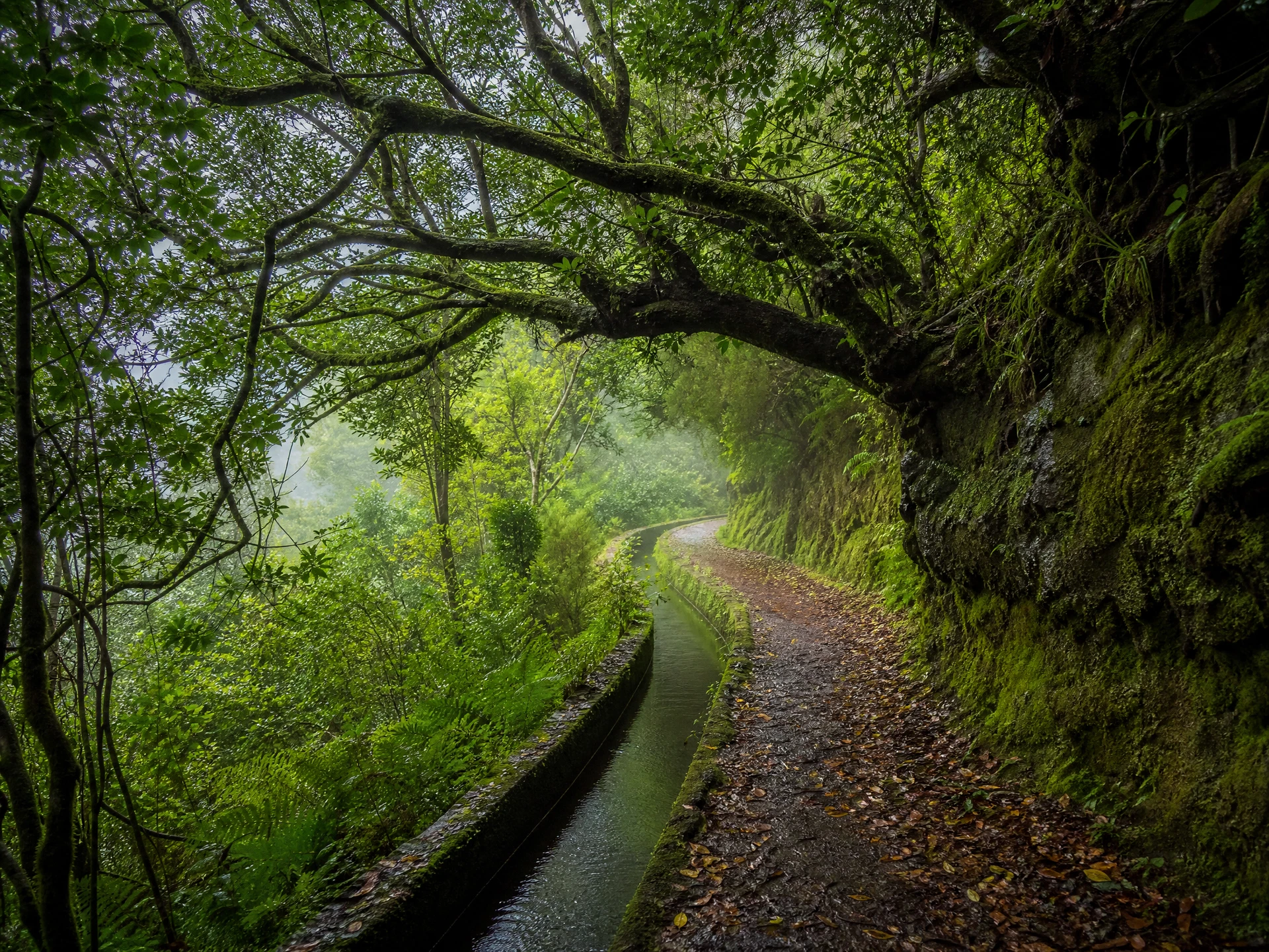 Levada Walks